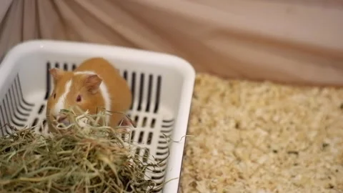 Cute ginger guinea pig eating hay in its cage Видео 336319075