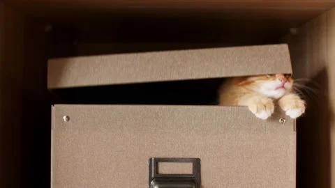 Cute Ginger Kitten in a Cardboard Box. Curious Funny Striped Red Cat Hiding in Stock Footage