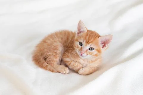 Cute ginger kitten cat lying on the bed looking at the camera at home Stock Photos