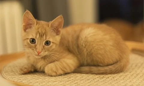 A cute ginger kitten with a classic marble pattern lies on the sofa. Adorable Stock Photos
