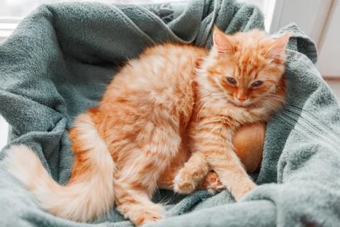 Cute ginger kitten dozing in its bed with toy balll. Fluffy pet has a nap hug 库存照片