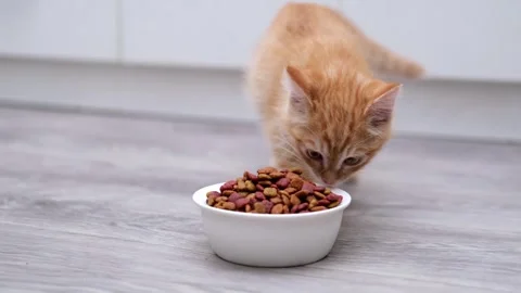 Cute ginger kitten eats food from a bowl 動画素材 310044169