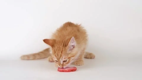 Cute ginger kitten eats sausage Stock-Footage 310041591