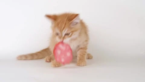 Cute ginger kitten eats sausage Stock-Footage 310041707