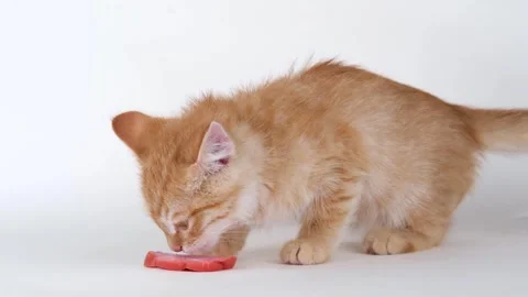 Cute ginger kitten eats sausage Stock-Footage 310041854