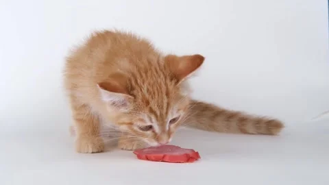 Cute ginger kitten eats sausage Stock-Footage 310042194