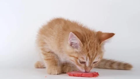 Cute ginger kitten eats sausage Stock-Footage 310042279