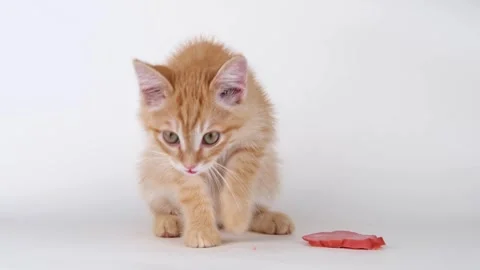Cute ginger kitten eats sausage Stock-Footage 310042349