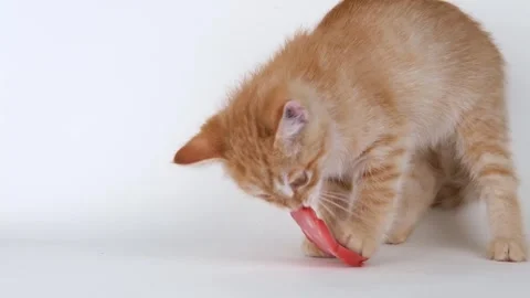 Cute ginger kitten eats sausage Stock-Footage 310042447