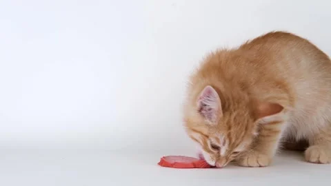 Cute ginger kitten eats sausage Stock-Footage 310042532