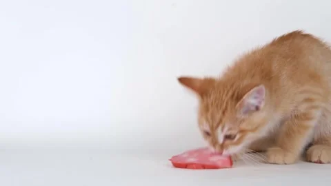 Cute ginger kitten eats sausage Stock-Footage 310042623