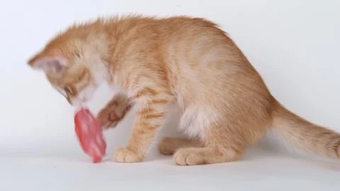 Cute ginger kitten eats sausage Stock-Footage 310042786