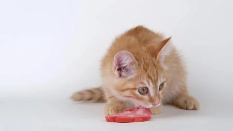 Cute ginger kitten eats sausage Stock-Footage 310044091