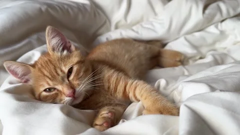 Cute ginger kitten falling asleep in white blanket Stock Footage 316607991