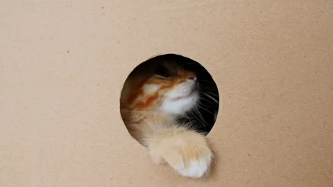 Cute Ginger Kitten Getting out From Hole in a Cardboard Box. Cat Hiding in Box. Stock Footage 156892253