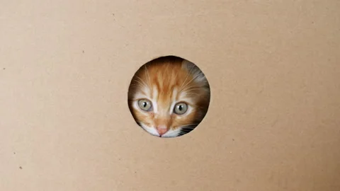 Cute Ginger Kitten Getting out From Hole in a Cardboard Box. Cat Hiding in Box. Stock Footage 158402842