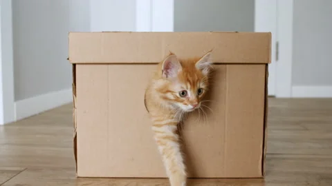 Cute Ginger Kitten Getting out From Hole in a Cardboard Box. Cat Hiding in Box. Stock Footage 159016526
