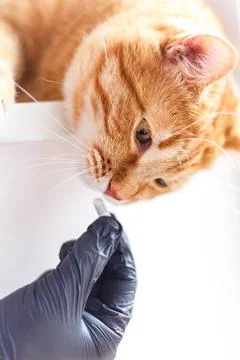 Cute ginger kitten getting a pill from veterinarians hand over white backgr.. Stock Photos