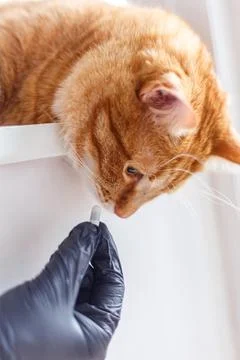 Cute ginger kitten getting a pill from veterinarians hand over white backgr.. Stock Photos
