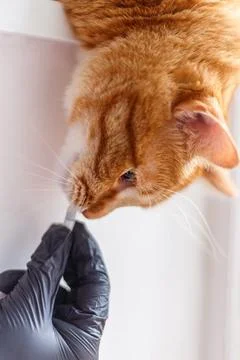 Cute ginger kitten getting a pill from veterinarians hand over white backgr.. Stock Photos