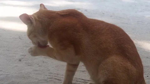 A Cute Ginger Kitten Grooming Herself After A Meal Stock Footage 295033922