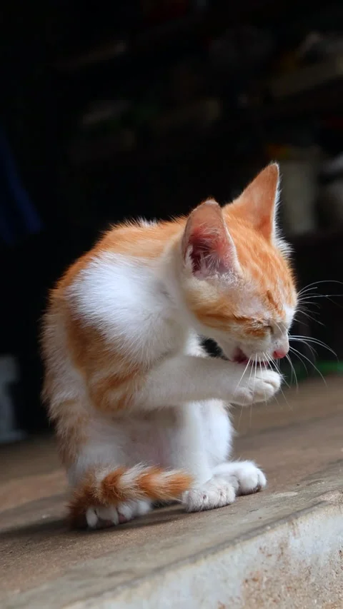 Cute ginger kitten grooming Itself. Adorable close-up. Grooming habits in cats. Vídeos de archivo 280956887