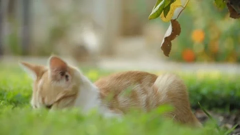 Cute ginger kitten hiding in the green grass outside Stock-Footage 340079651