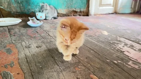 Cute Ginger Kitten Licking Paw on Wooden Floor Stock Footage 336470084