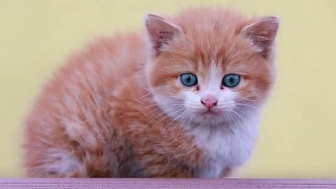 Cute ginger kitten looking at the camera and acting adorable Stock Footage 78533544