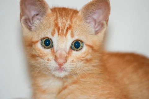 Cute Ginger Kitten Looking at Camera Close Up Stock-Fotos