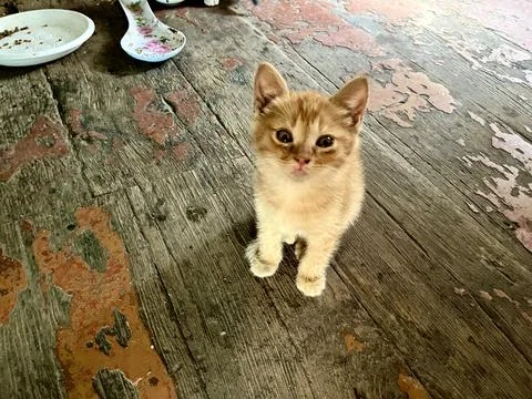 Cute Ginger Kitten Looking at Camera on Wooden Floor Fotos de archivo
