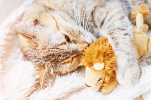 Cute ginger kitten lying on blanket with soft toy lion. Stock Photos
