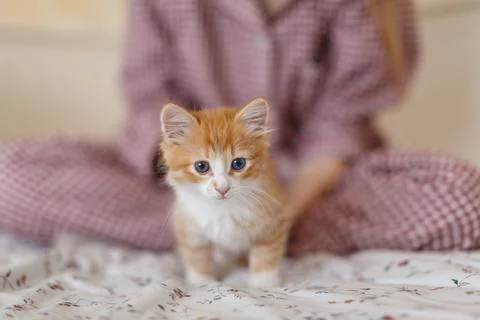 Cute ginger kitten Stock Photos