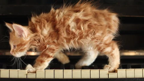 Cute ginger kitten on piano key, breed Kurilian Bobtail Stock Footage 240946005