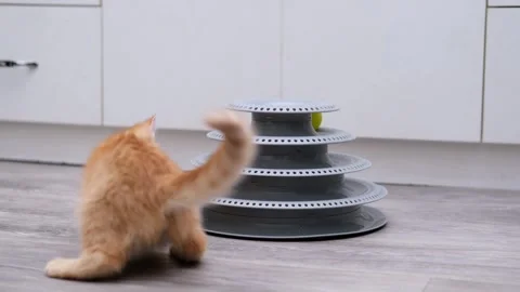 Cute ginger kitten playing with a ball Video stock 310044229