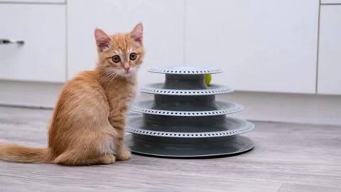 Cute ginger kitten playing with a ball Stock-Footage 310044258