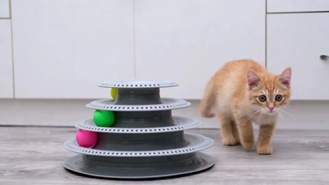 Cute ginger kitten playing with a ball Stock-Footage 310044325