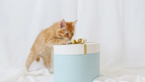 Cute Ginger Kitten playing with bow from a gift box. Cute funny home pets. 4k Stock Footage 157735975