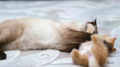 Cute ginger kitten playing close up Video stock 309668181