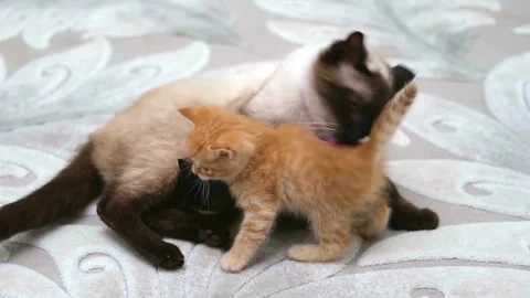 Cute ginger kitten playing close up Video stock 309668434