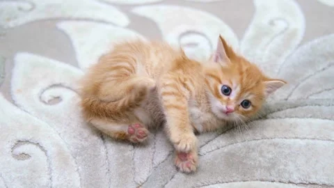 Cute ginger kitten playing close up Video stock 309668697