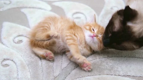 Cute ginger kitten playing close up Video stock 309668882