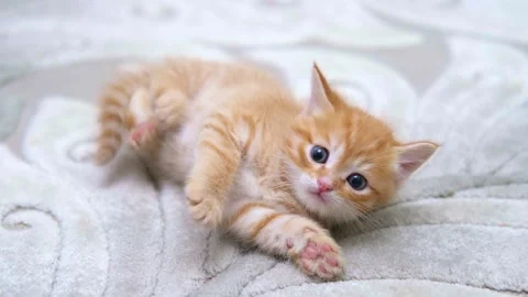 Cute ginger kitten playing close up Video stock 309669123
