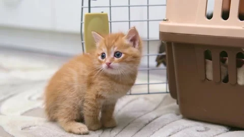 Cute ginger kitten playing close up Video stock 309669212