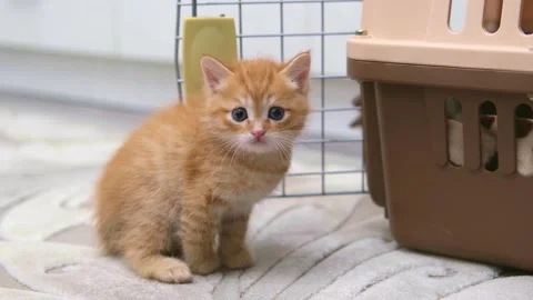 Cute ginger kitten playing close up Video stock 309669289
