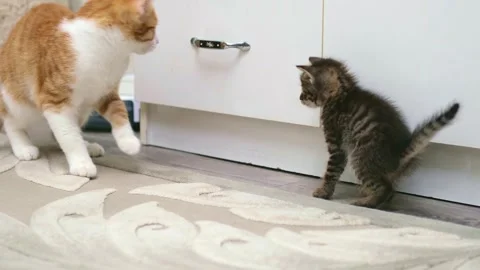 Cute ginger kitten playing close up Video stock 309669377