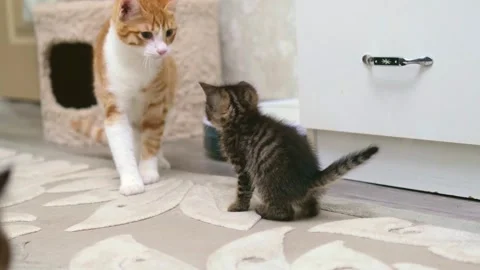 Cute ginger kitten playing close up Video stock 309669497