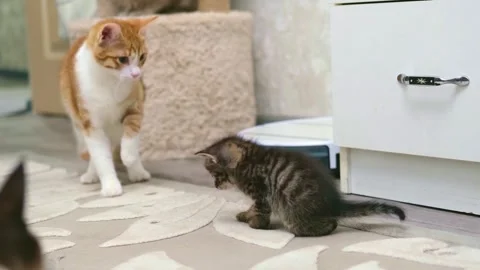 Cute ginger kitten playing close up Video stock 309669639