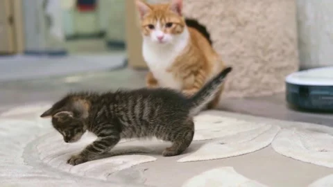 Cute ginger kitten playing close up Video stock 309669866