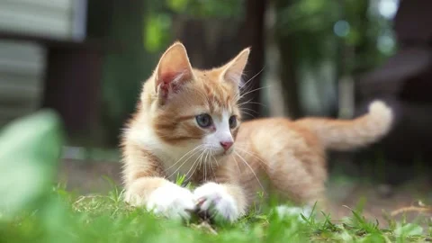 Cute ginger kitten playing on the green grass with a bump Stock Footage 229892331